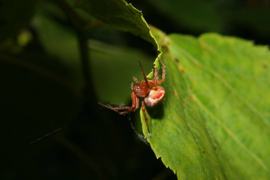 ORB織網(wǎng)的蜘蛛（Araneus）