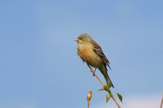 Ortolan Bunting；