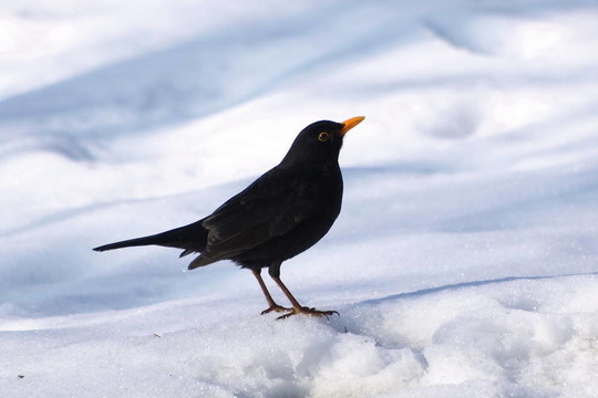 烏鶇；Turdus merula
