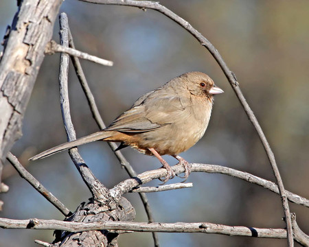 Aberts Towhee在亞利桑那州