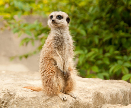 警報(bào)meercat