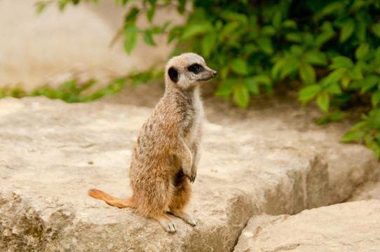 警惕meercat