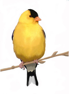在春天，美國(guó)金翅雀的男性