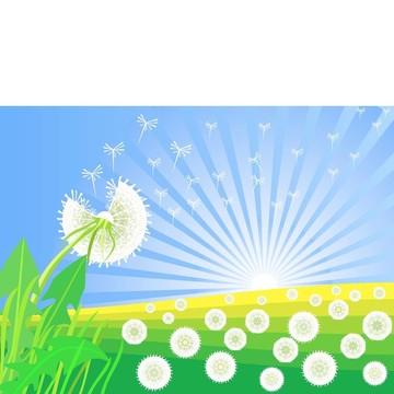 蒲公英開花與日出背景