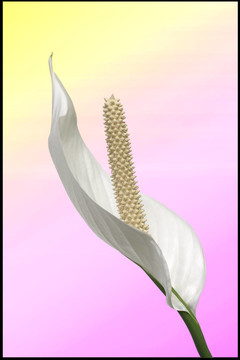 白色的和平莉莉