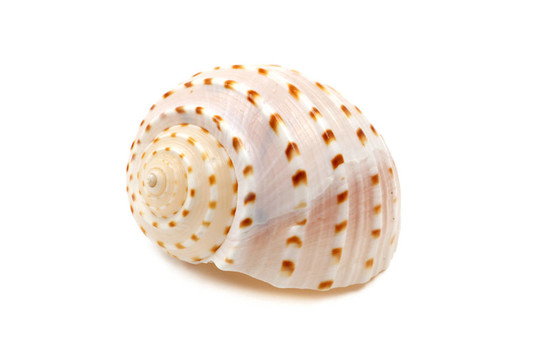 肋的貝殼