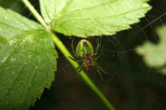 ORB織網(wǎng)的蜘蛛（Araneus）