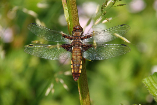 基斑蜻（Libellula depressa）