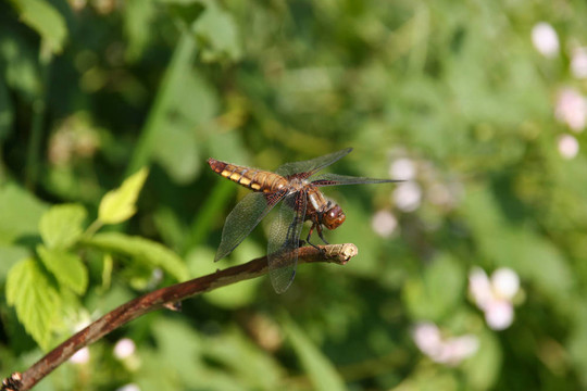 基斑蜻（Libellula depressa）