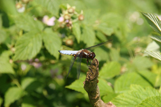 基斑蜻（Libellula depressa）