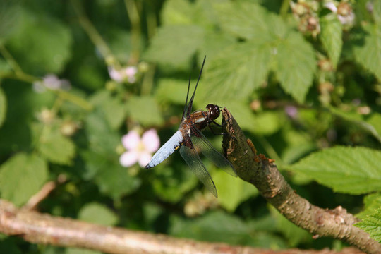 基斑蜻（Libellula depressa）