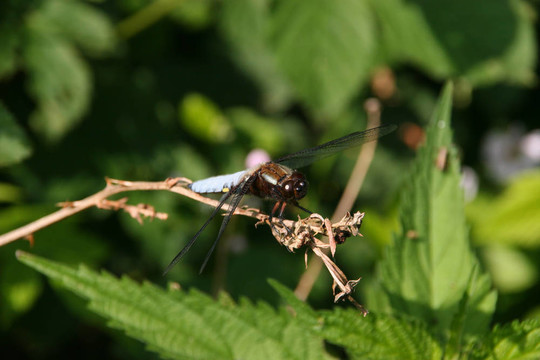 基斑蜻（Libellula depressa）