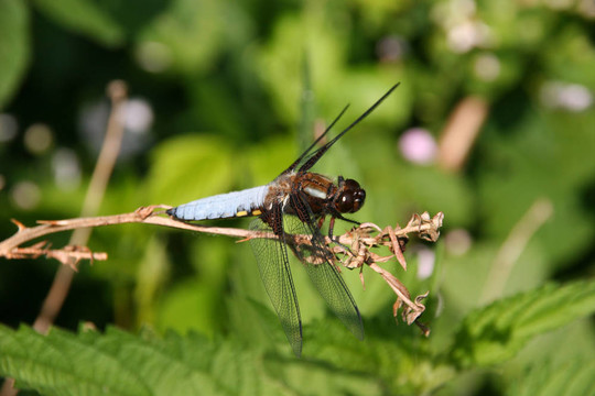 基斑蜻（Libellula depressa）
