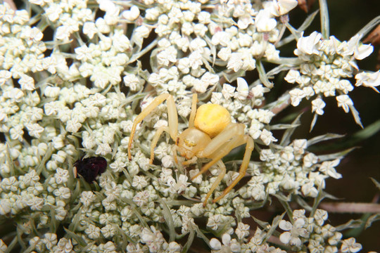 秋麒麟蟹蛛（Misumena vatia）