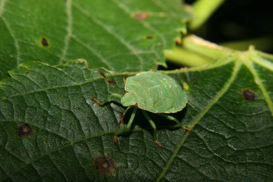綠盾蝽（Palomena prasina）