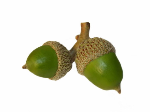 Green Acorn對離體