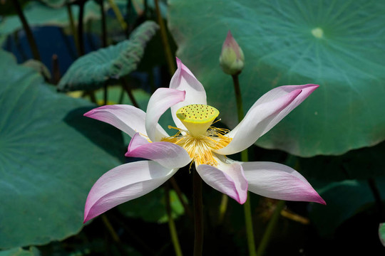 荷花綻放