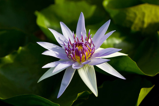 水百合
