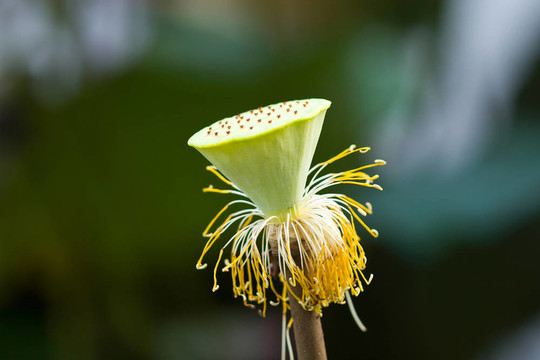 蓮花莢