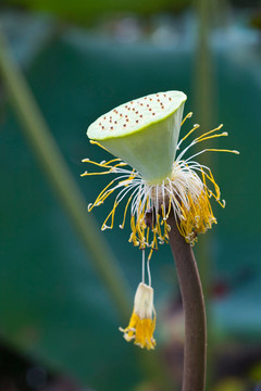 蓮花莢