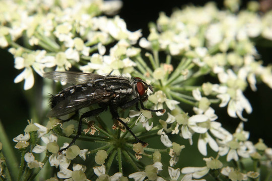 Blowfly（科）