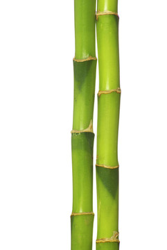 竹