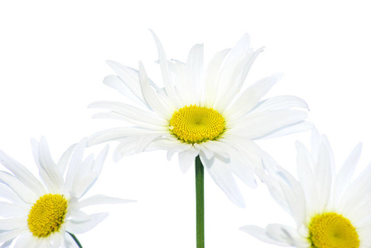 白菊