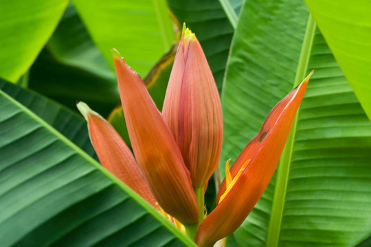 香蕉花