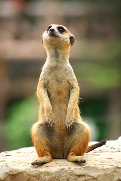 meercat