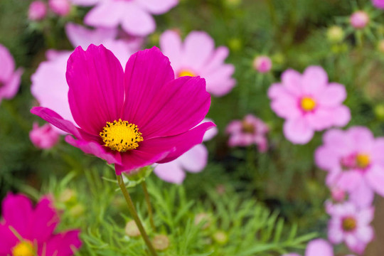 大波斯菊