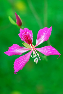 紫荊花