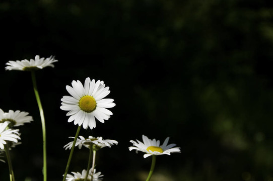 雛菊