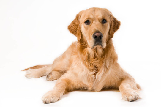 金毛獵犬