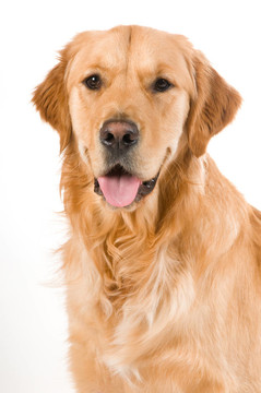 金毛獵犬