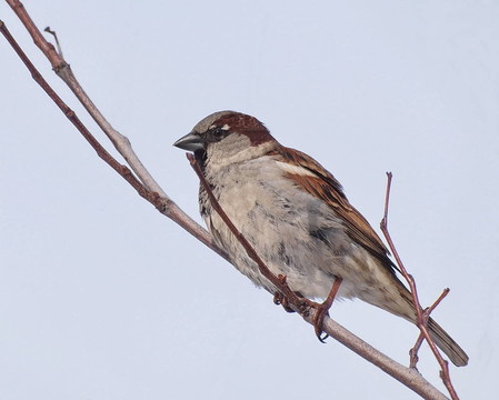 麻雀Passer domesticus；