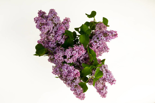 白色背景上盛開(kāi)的紫色丁香花