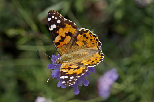 Vanessa cardui；涂女士
