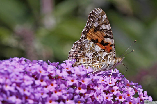 Vanessa cardui；涂女士