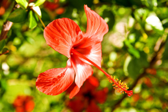 美麗的紅色花朵在夏季抵御綠色植被