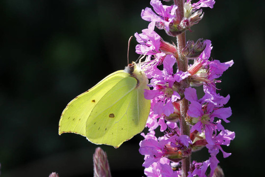 普通硫磺；Gonepteryx rhamni