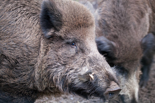 野豬（Sus scrofa）在Belovezhsky更野性