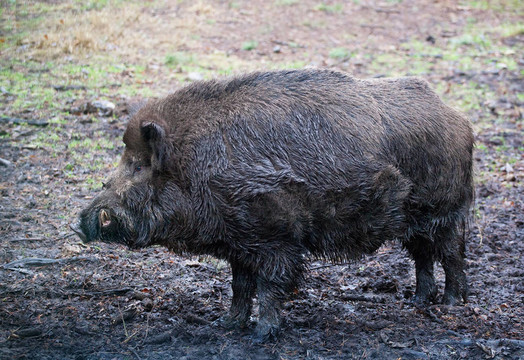 野豬（Sus scrofa）在Belovezhsky更野性