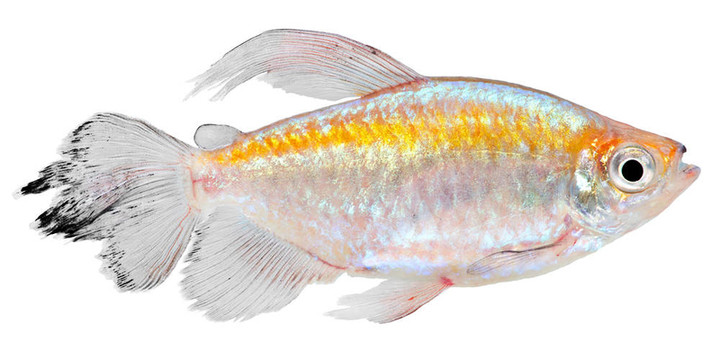 剛果四魚