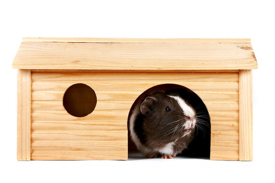 豚鼠在一个木制小房子