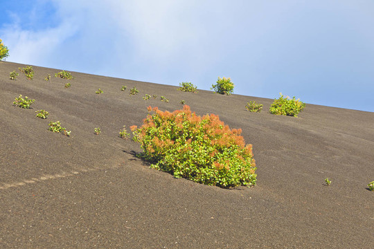 稀疏的植被在蒂曼法亞國家公園路線的火山
