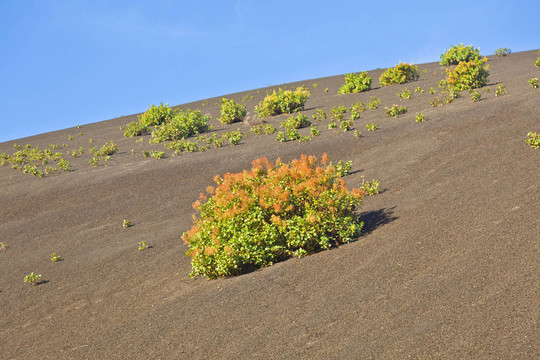 稀疏的植被在蒂曼法亞火山山國家公園