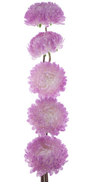 中國紫菀