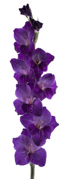 唐菖蒲