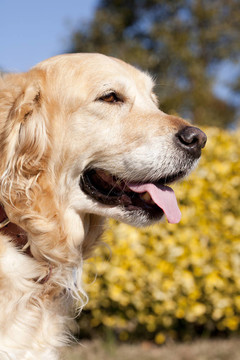 金毛獵犬