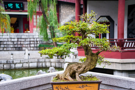 盆景
